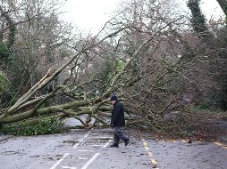 Varias carreteras quedaron cerradas por la caída de árboles, como ésta en Harrow. EFE/ N. Hall