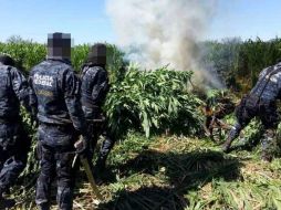 En estos lugares se recaban muestras representativas, que aon puestas a disposición del Ministerio Público de la Federación. EFE / ARCHIVO