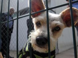 De estar decidido a hacerlo, proponen que la mascota no se compre y sea adoptada. EL INFORMADOR / ARCHIVO
