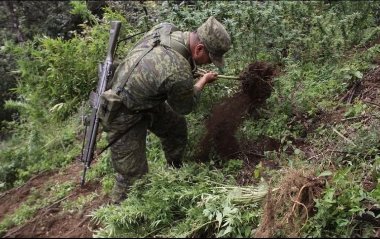 La PGR inicia dos carpetas de investigación contra quienes resulten responsables por delito contra la salud. NTX / ARCHIVO