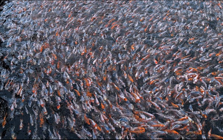 Carpas koi bebés nadan en una granja acuícola. AFP/T. Yamanaka