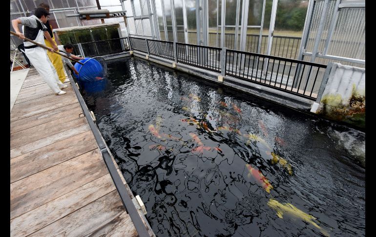 Un estanque en la granja de peces Kurihara, en la ciudad de Kazo. AFP/T. Yamanaka