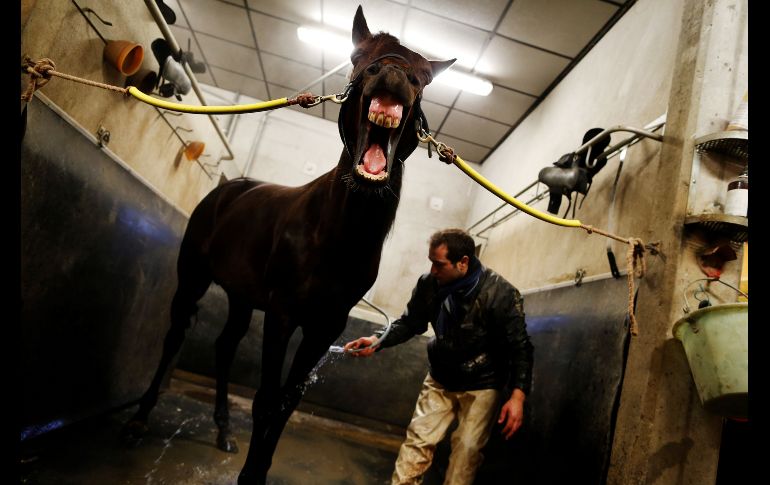 El jinete Hugues Monthule baña al caballo 