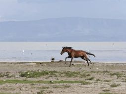 Chapala presenta una disminución de 34 centímetros de su nivel desde el día 17 de octubre de 2017, fecha en que empezó su periodo de descenso. EL INFORMADOR / ARCHIVO