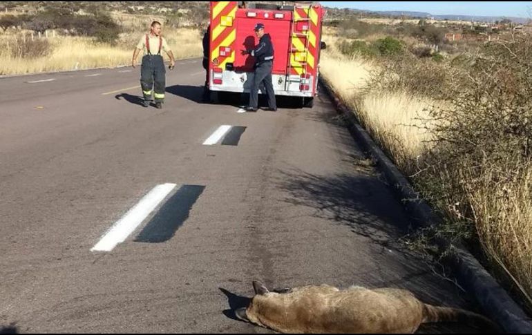 El hecho ocurrió este jueves antes del mediodía en el kilómetro 4 del libramiento a Calvillo, en dirección de la carretera sur 45. ESPECIAL