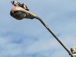 Oportunidad. Guadalajara aprovechó la venta de luminaras obsoletas para fortalecer sus programas sociales. EL INFORMADOR/A. García