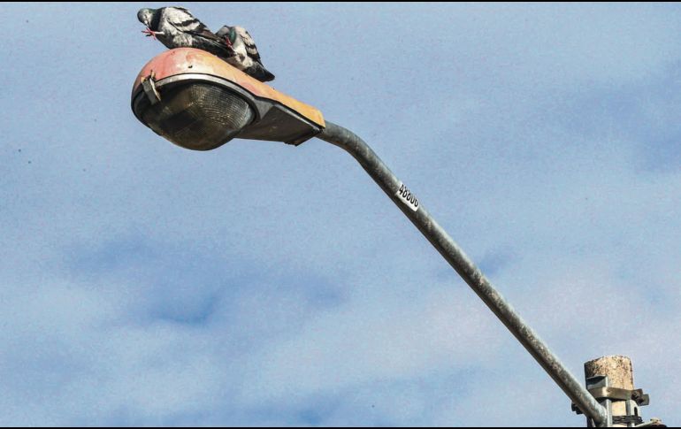 Oportunidad. Guadalajara aprovechó la venta de luminaras obsoletas para fortalecer sus programas sociales. EL INFORMADOR/A. García