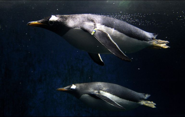 Los ejemplares llegaron al zoológico en la primavera de 2015. EFE/U. Ruiz