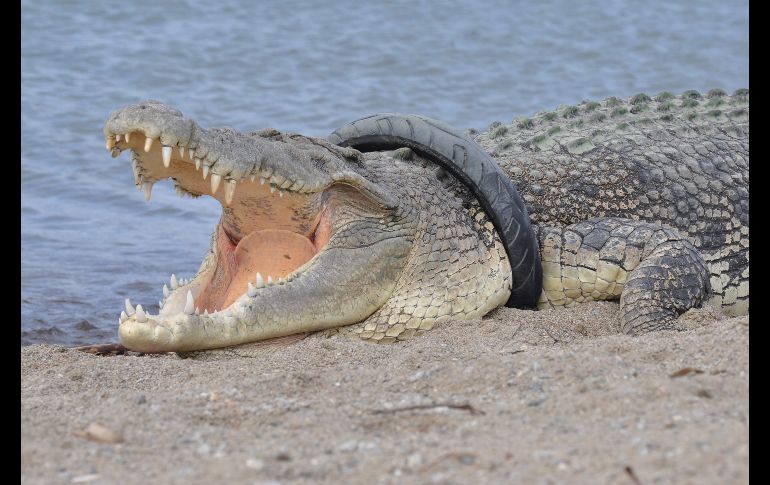 Un cocodrilo de agua salada con una llanta en su cuello se ve en un río de Palu, Indonesia, el 16 de enero. Oficiales del medio ambiente han intentado localizar y rescatar al ejemplar con la llanta atorada por más de un año.