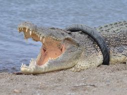 El mundo en imágenes del 16 de enero de 2018