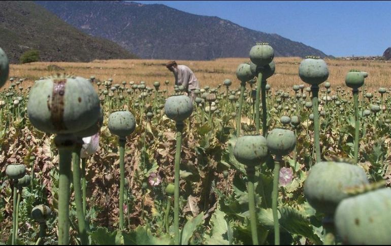Los oficiales estatales llevan a cabo las diligencias correspondientes al caso, entre ellas la toma de muestras representativas de la amapola. NTX / ARCHIVO
