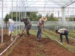 México es el tercer mercado de exportación más grande de Estados Unidos para productos agrícolas. EL INFORMADOR/ ARCHIVO