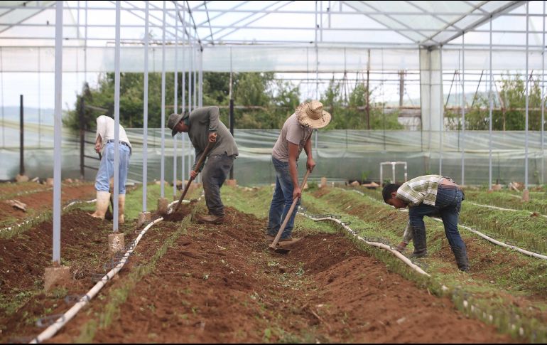 México es el tercer mercado de exportación más grande de Estados Unidos para productos agrícolas. EL INFORMADOR/ ARCHIVO