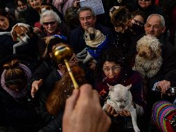 Fotogalería: Bendicen a mascotas en día de San Antonio