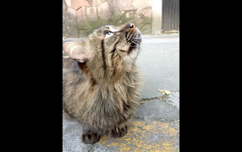 Un gato abandonado en una calle de Ciudad de México. Cerca de 500 mil perros y gatos son abandonados al año en México.