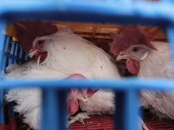 El virus de la gripe aviar reapareció en Japón en 2014, y desde entonces millones de pollos han sido sacrificados. EL INFORMADOR/ARCHIVO