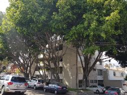 Vecinos señalan que los árboles son tan altos que han sobrepasado los cables de luz y telefonía. EL INFORMADOR / R. Bobadilla