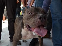 El pitbull se encuentra en la perrera municipal de Sabinas, donde permanecerá 10 días bajo observación. EL INFORMADOR/ ARCHIVO