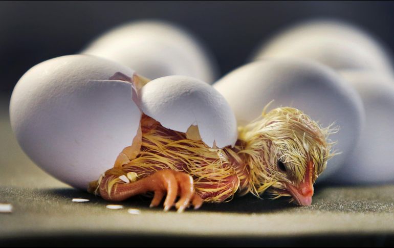 Un pollo descansa tras romper el cascarón en el zoológico de Fráncfort, Alemania. AP/M. Probst
