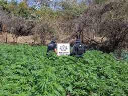 El terreno tenía sembradas aproximadamente 45 mil plantas, las cuales fueron incineradas en el mismo sitio. ESPECIAL