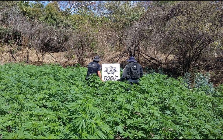 El terreno tenía sembradas aproximadamente 45 mil plantas, las cuales fueron incineradas en el mismo sitio. ESPECIAL