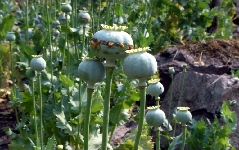 Las muestras representativas son puestas a disposición de los Ministerios Públicos de la Federación. SUN/ ARCHIVO