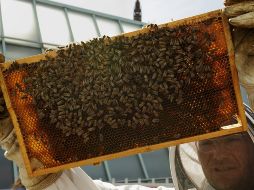 Las iniciativas incluyen cursos para mejorar las prácticas de la producción apícola.  EFE/ ARCHIVO