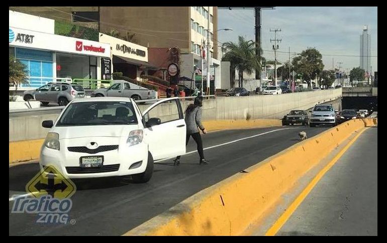 La fotografía de Sofía Pérez tratando de ayudar a una perrita circuló rápidamente a través de las redes sociales. ESPECIAL