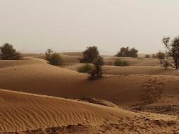 Los investigadores descubrieron que esta nueva especie tiene más similitudes con los dinosaurios de Europa y Asia que con los de Sudamérica. ESPECIAL/ARCHIVO