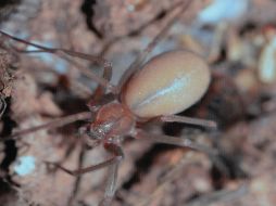 Los investigadores trabajan en la descripción del espécimen, la cual estará lista en los próximos meses. ESPECIAL / UNAM