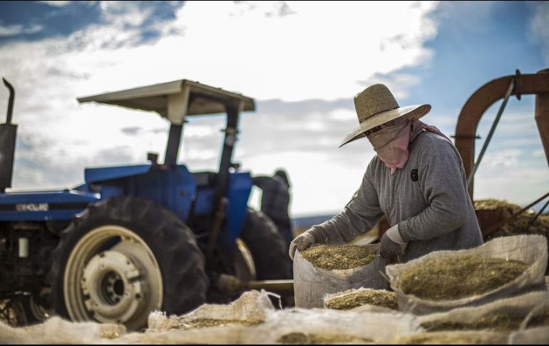 Así, el dato de 2.3 por ciento para la economía mexicana durante todo 2017 resultó por arriba del consenso de los analistas, quienes esperaban un crecimiento de 2.1 por ciento. EL INFORMADOR / ARCHIVO