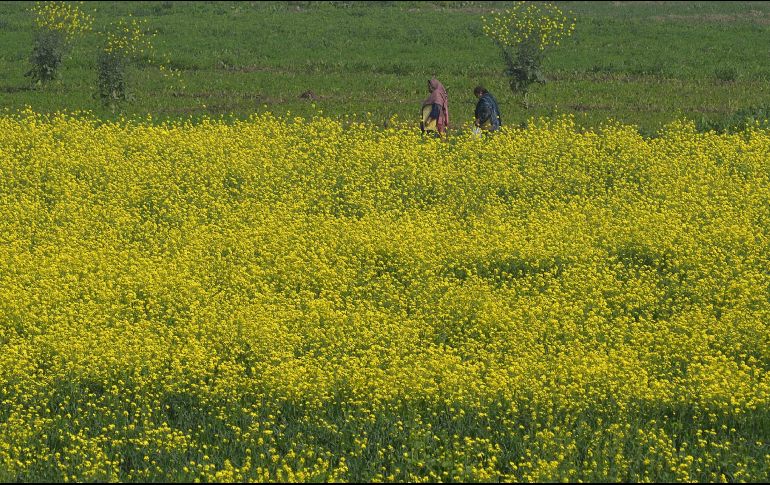 Mujeres caminan por un campo en las afueras de Lahore, Pakistán. AFP/A. Ali