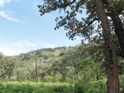 La acción contribuye a la continuidad del bosque de Pino-Encino en el lugar. EL INFORMADOR/Archivo