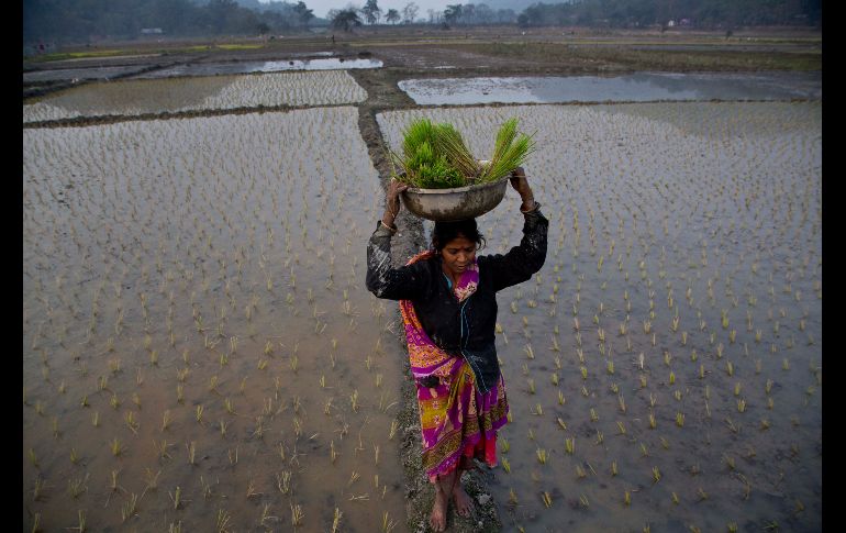 Una mujer trabaja en un campo de arroz a las afueras de la ciudad india de Gauhati. AP/A. Nath