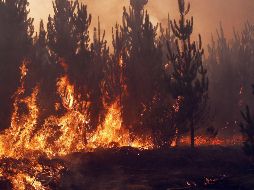 Hace poco menos de dos semanas, este incendio consumió más de 200 mil hectáreas en la zona de El Maule. ESPECIAL/ARCHIVO