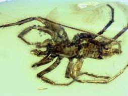 El descubrimiento cuenta con colmillos, pedipalpos, cuatro patas y pinzones hiladores en la parte posterior. AFP / B.Wang