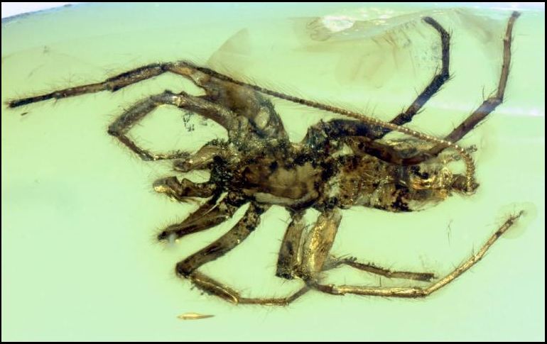 El descubrimiento cuenta con colmillos, pedipalpos, cuatro patas y pinzones hiladores en la parte posterior. AFP / B.Wang