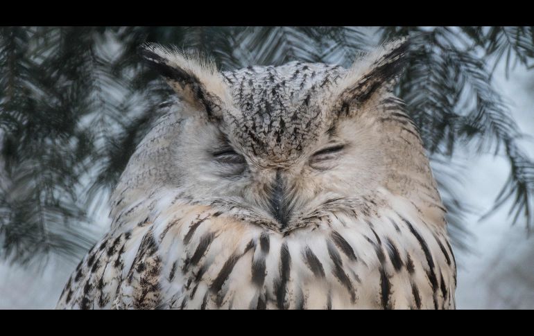 Un búho águila (Bubo bubo sibiricus) descansa en el zoológico Tierpark de Berlín, en Alemania. AFP/DPA/P. Zinken