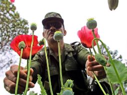 En estos lugares se recaban muestras representativas, que son puestas a disposición del Ministerio Público de la Federación. AFP / ARCHIVO