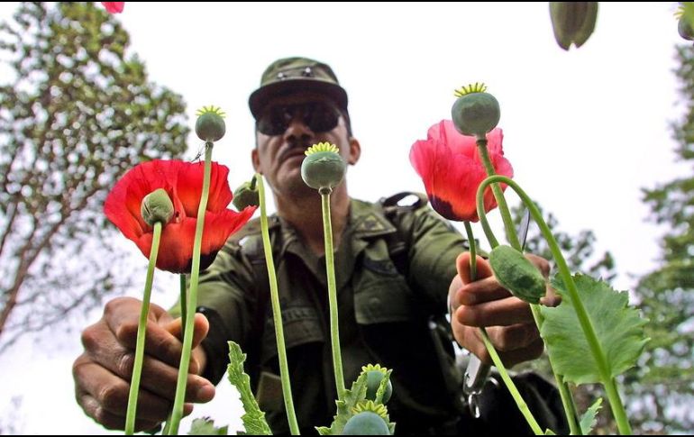 En estos lugares se recaban muestras representativas, que son puestas a disposición del Ministerio Público de la Federación. AFP / ARCHIVO