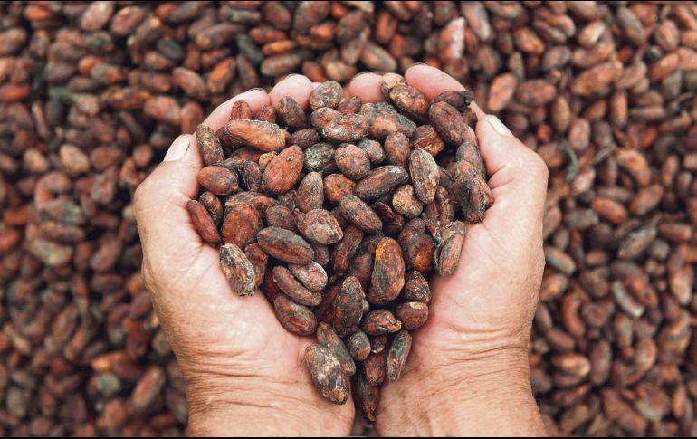 Sabores. El festival busca rescatar el valor del cacao y sus múltiples posibilidades en la gastronomía. ESPECIAL/UDEG