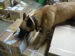 La PGR ya integra una carpeta de investigación para dar con los responsables. EL INFORMADOR/ ARCHIVO