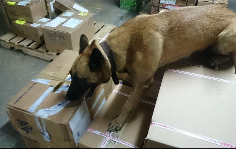 La PGR ya integra una carpeta de investigación para dar con los responsables. EL INFORMADOR/ ARCHIVO