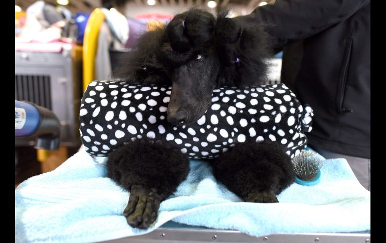 Un poodle aguarda en el primer día de la competencia anual de perros del Westminster Kennel Club, en Nueva York, Estados Unidos. AFP/T. A. Clary