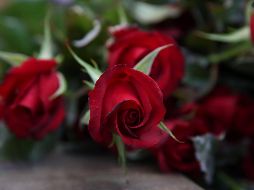 Los principales productores de esta flor son el Estado de México, Morelos, Puebla, Querétaro, Oaxaca, Hidalgo, Guerrero, Ciudad de México, Tlaxcala y Jalisco. EL INFORMADOR / JALISCO