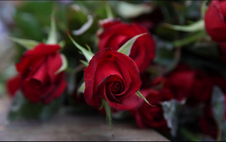 Los principales productores de esta flor son el Estado de México, Morelos, Puebla, Querétaro, Oaxaca, Hidalgo, Guerrero, Ciudad de México, Tlaxcala y Jalisco. EL INFORMADOR / JALISCO