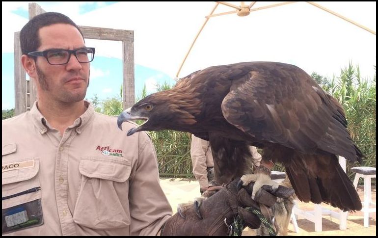 En conmemoración de la fundación de la ciudad México-Tenochtitlán, cada 13 de febrero se celebra el Día Nacional del Águila Real (Aquila chrysaetos) en el país. NTX / ARCHIVO