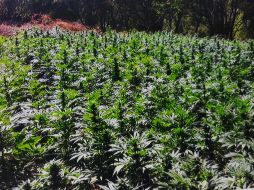 La PGR en Jalisco, inició tres carpetas de investigación contra quien o quienes resulten responsables por el delito de contra la salud. NTX/ ARCHIVO