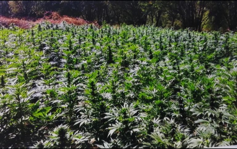 La PGR en Jalisco, inició tres carpetas de investigación contra quien o quienes resulten responsables por el delito de contra la salud. NTX/ ARCHIVO