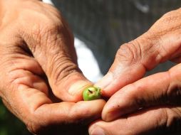 De acuerdo con la Sagarpa, la producción de café emplea a más de 500 mil productores de 14 entidades federativas y 480 municipios. EL INFORMADOR / ARCHIVO